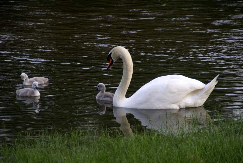Schwaene auf der Sauer Bild Nr.065